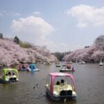 Pedal and swan boats on the lake during cherry blossom season in Inokashira Park, Tokyo.