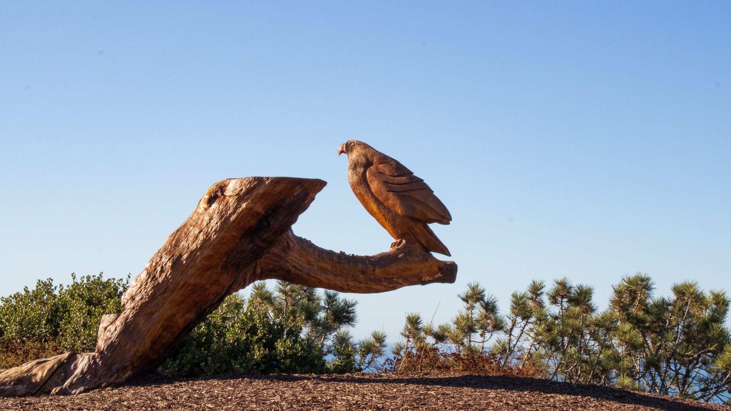 A side view of the red-tailed hawk