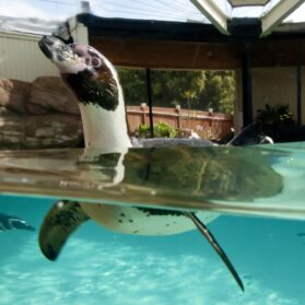 Take an Inside Look at SeaWorld San Diego in February