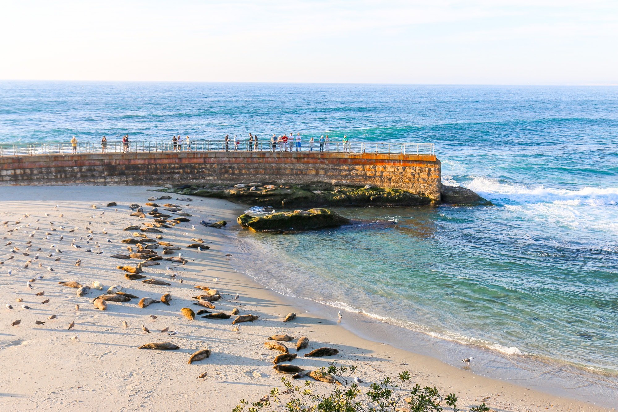 View of the seawall and harbor seals at Children's Pool beach in La Jolla