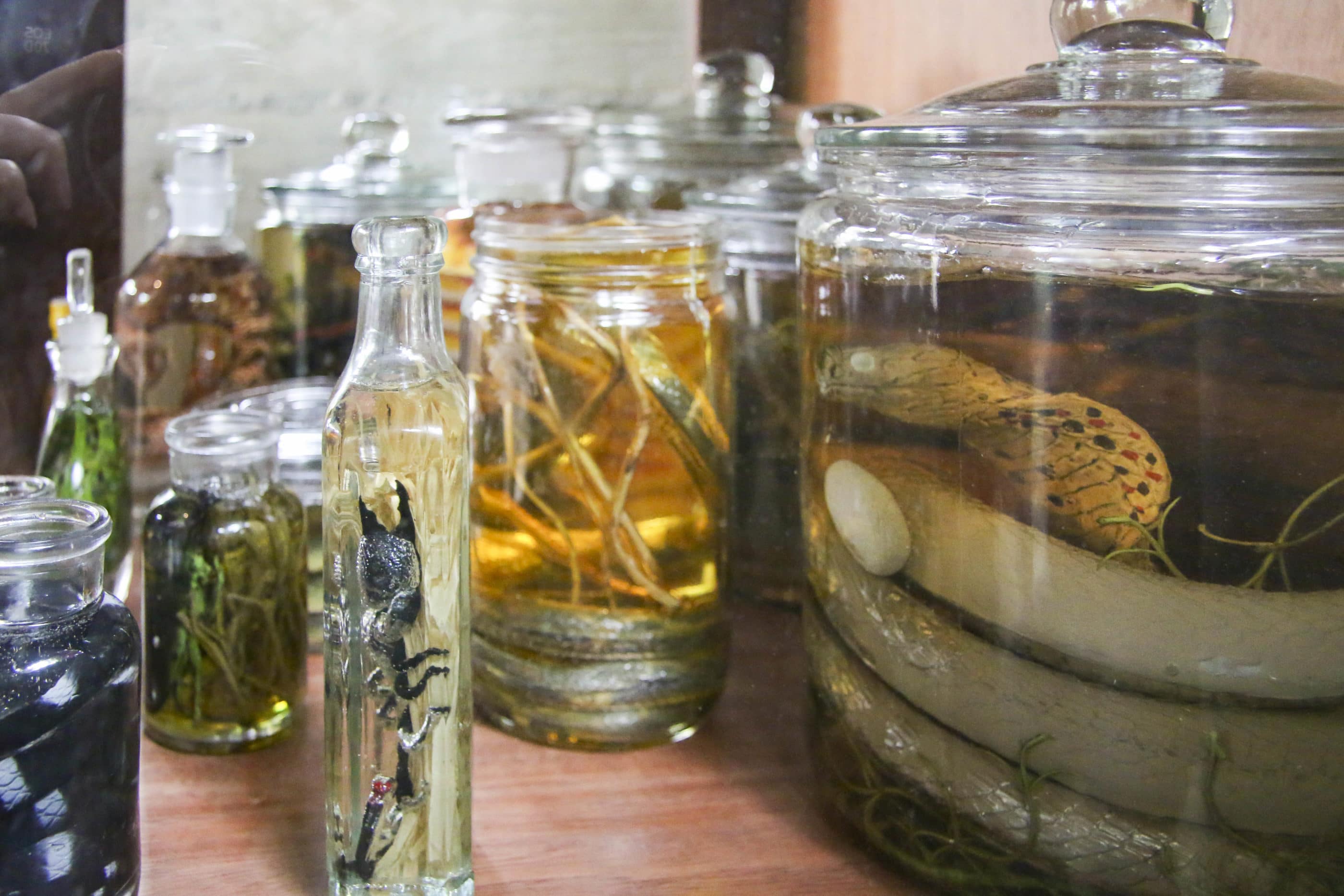 Fake reptiles and more inside glass jars on display inside the Tiger Trail pondok at San Diego Zoo Safari Park.