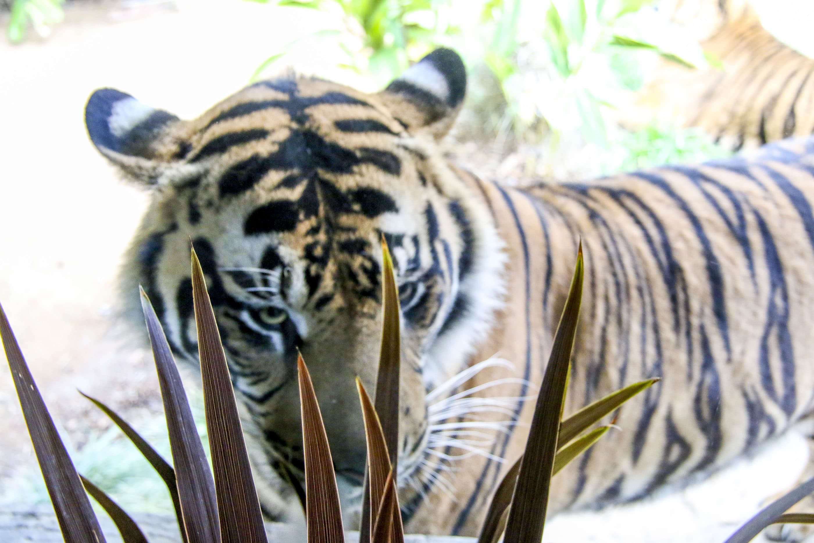 A Sumatran tiger looks through the window at The Sambutan Longhouse.