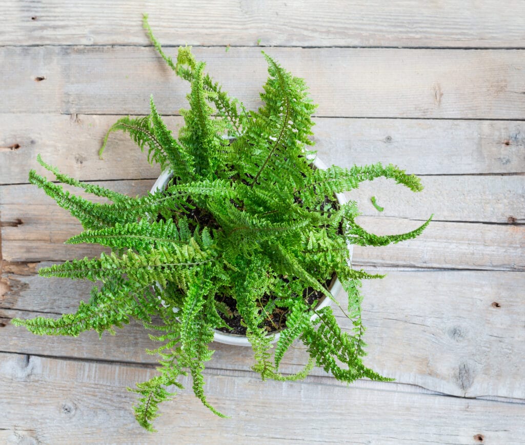 10 Best Indoor Plants That Help Clean Air, Purify, and Absorb Odor