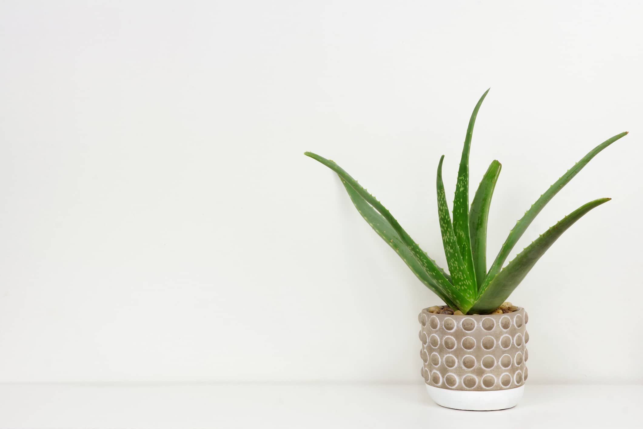An aloe plant in a pot against a white wall.