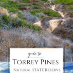 Guide to Torrey Pines State Natural Reserve including hiking trails, wildlife, parking, directions, rules, beach and more for your visit to this San Diego County gem.