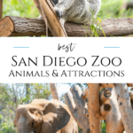 A member shares favorite San Diego Zoo animals and attractions from endangered okapis to koalas. Knowing the highlights will help you maximize your visit.