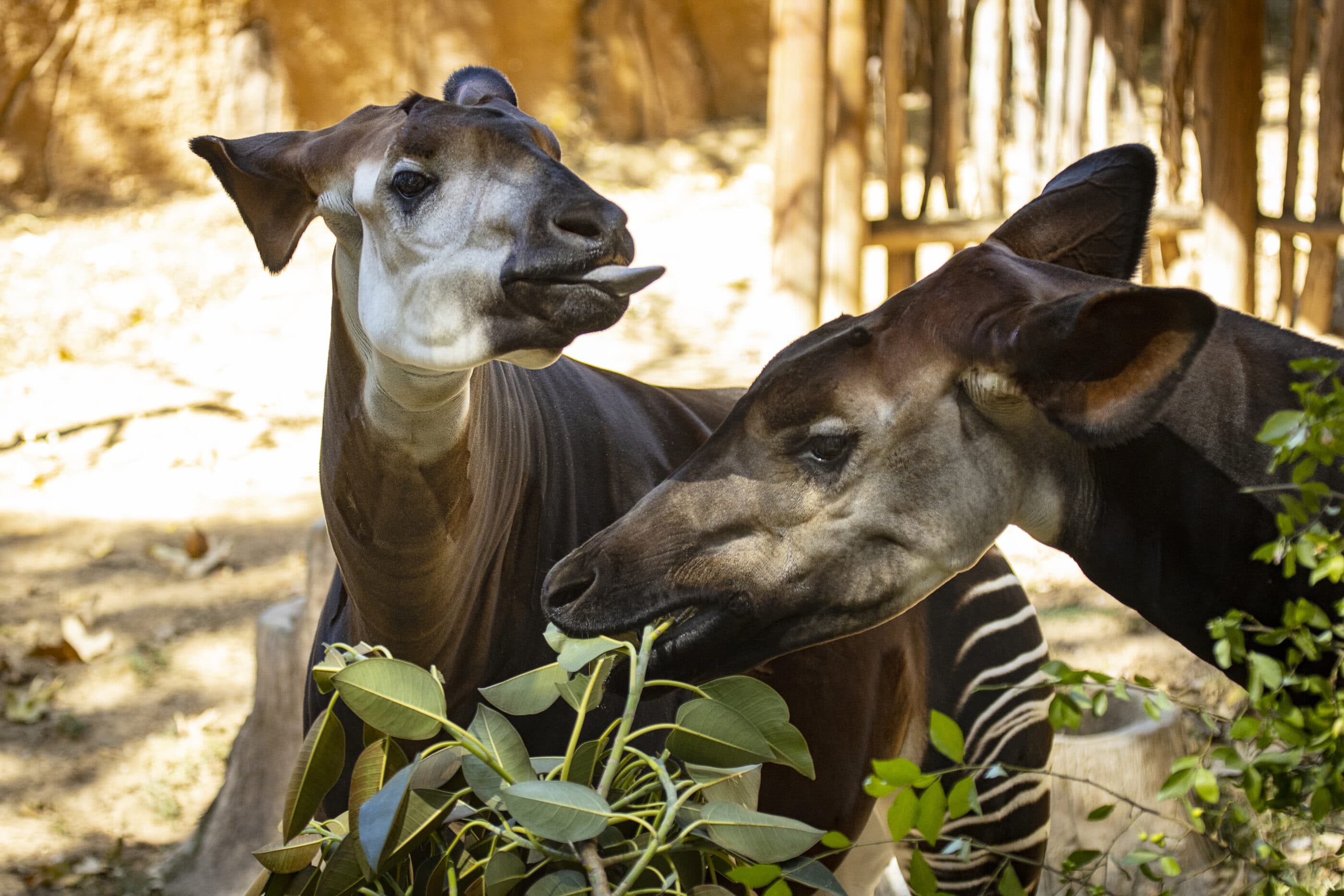 Okapis eat leaves at the San Diego Zoo.