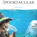 Spooktacular is SeaWorld San Diego's Halloween celebration. This year, expect dance parties, parades, decorations, fall menus, and more.