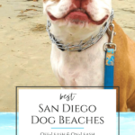 A local's guide to dog-friendly beaches in San Diego County. Where to go (legally) for on-leash and off-leash fun, rules, and more tips.