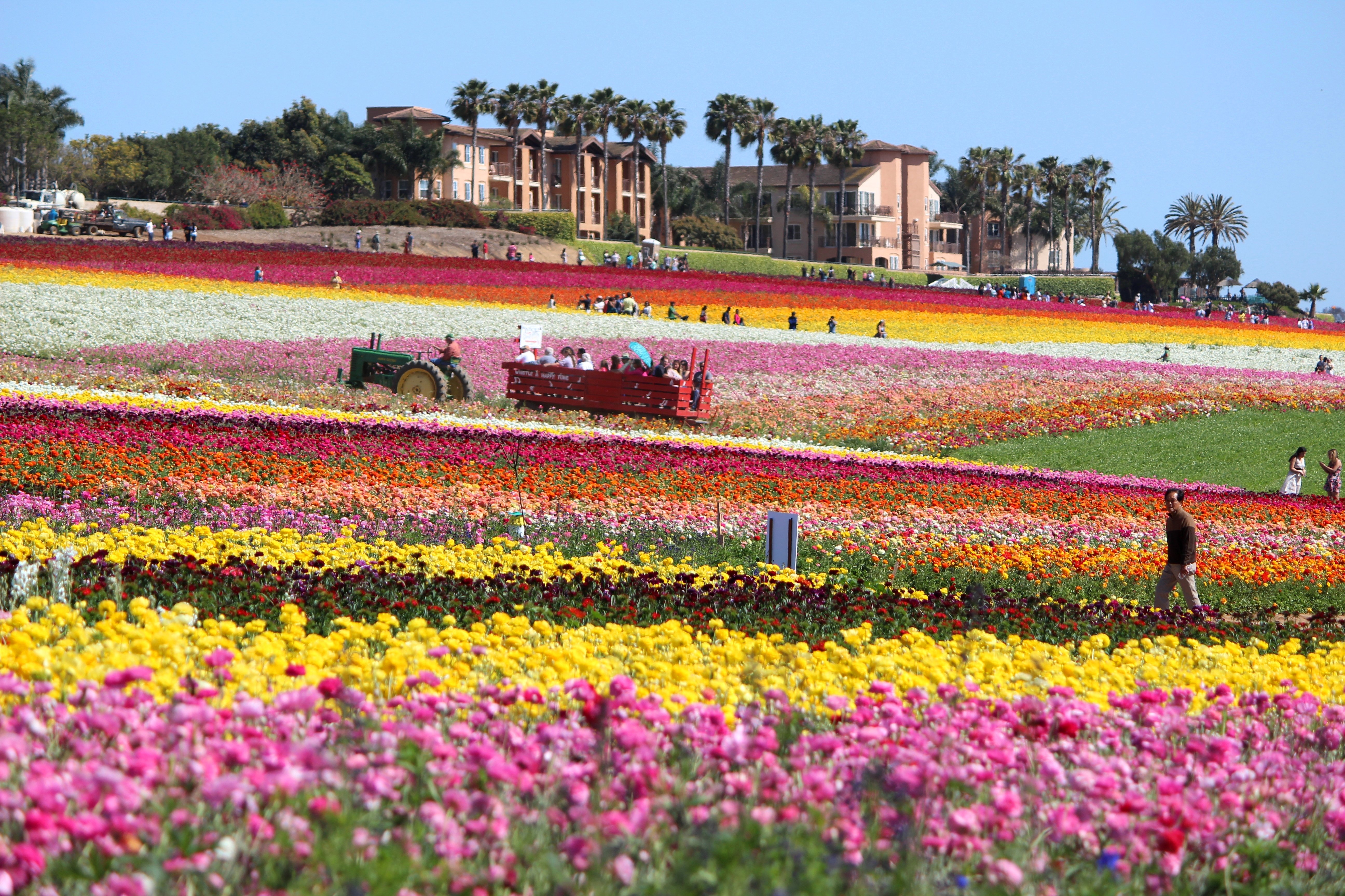 People walk through The Flower Fields at Carlsbad Ranch on a sunny day.