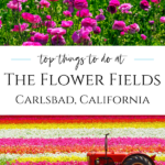 Plan your visit to The Flower Fields at Carlsbad Ranch with these tips for activities, special events, and what to expect at this North San Diego County spring attraction.