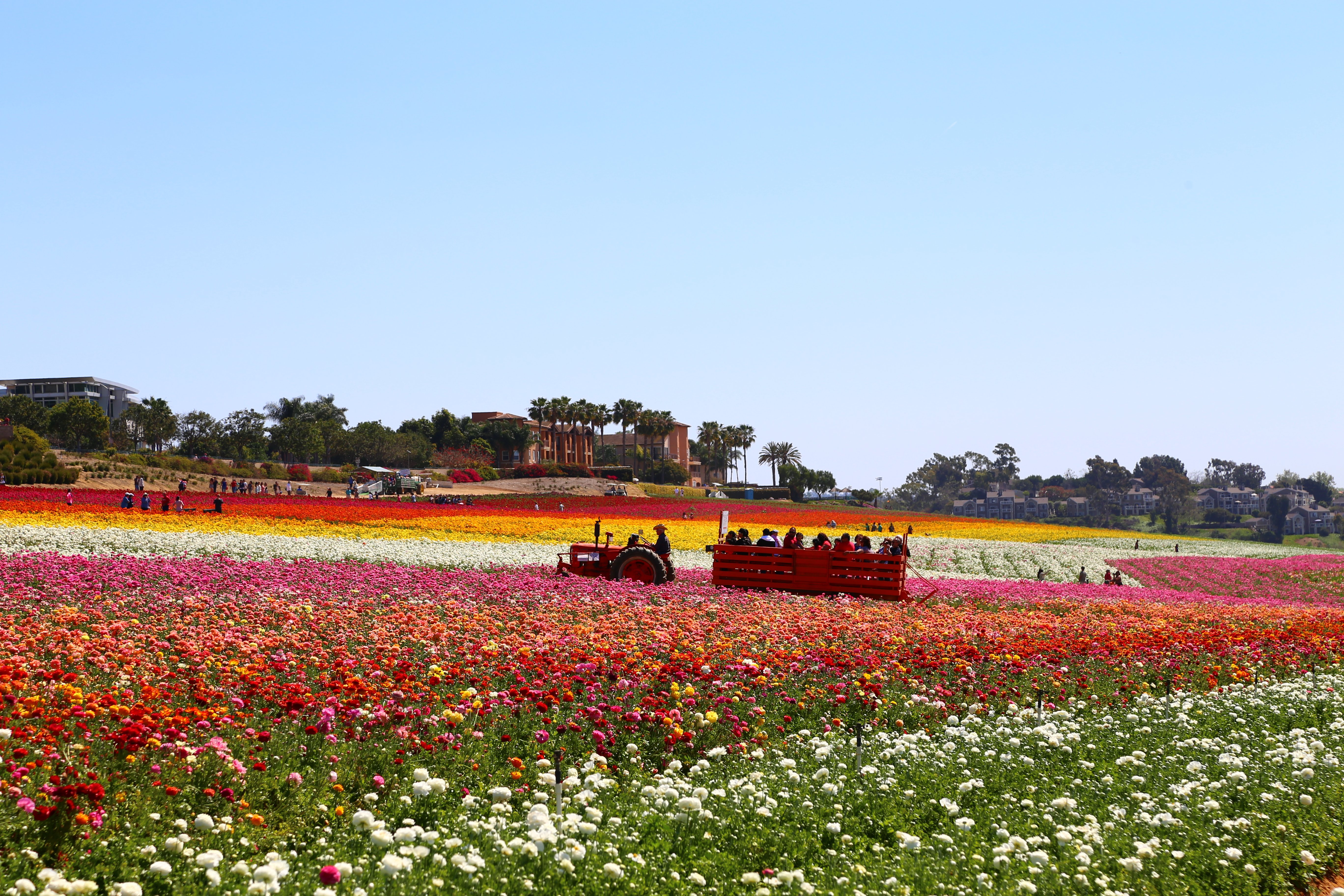 The antique tractor pulls a wagon full of guests through the ranunculus flowers.