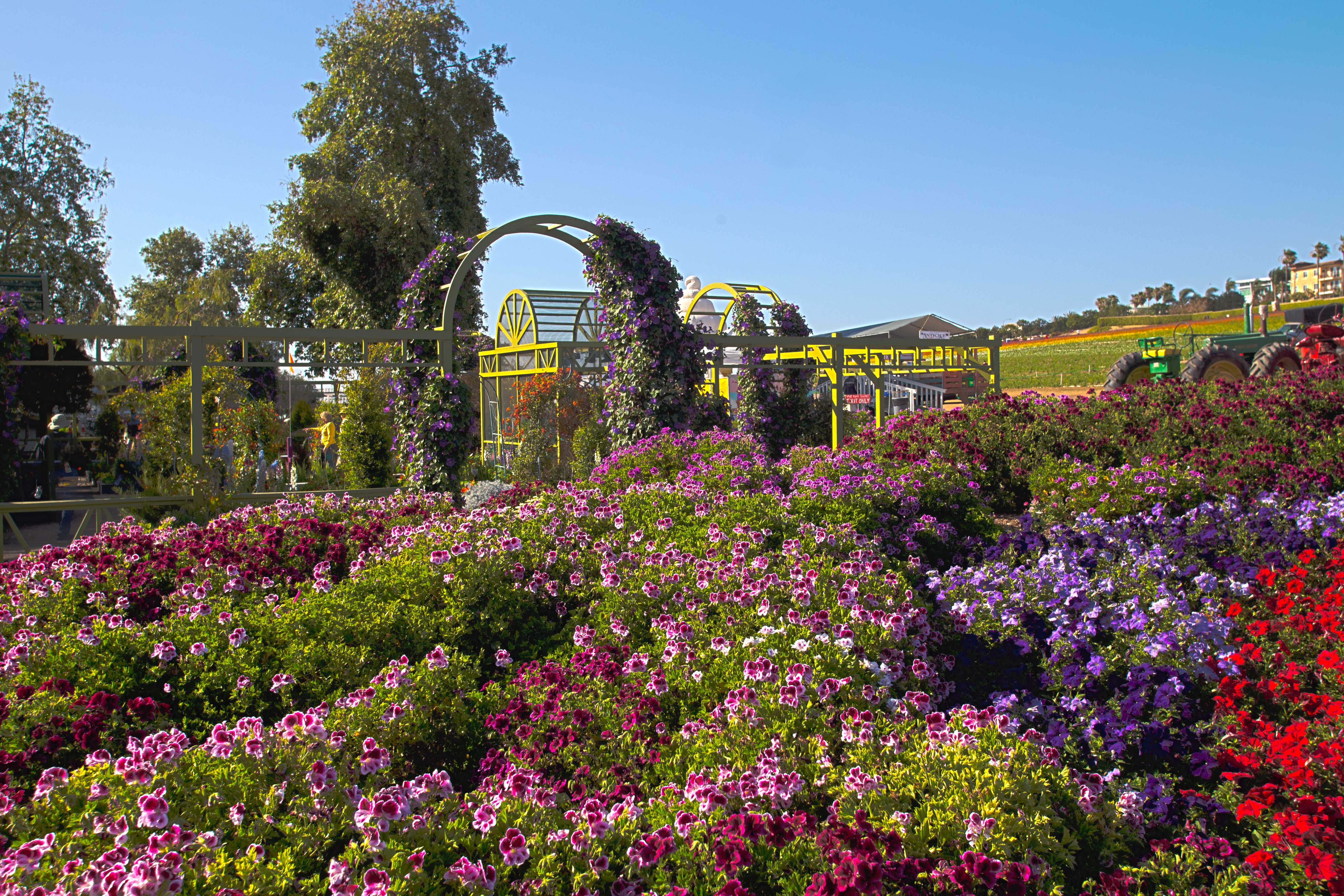 Flower-covered arches and blooms on the ground in the family portrait area.