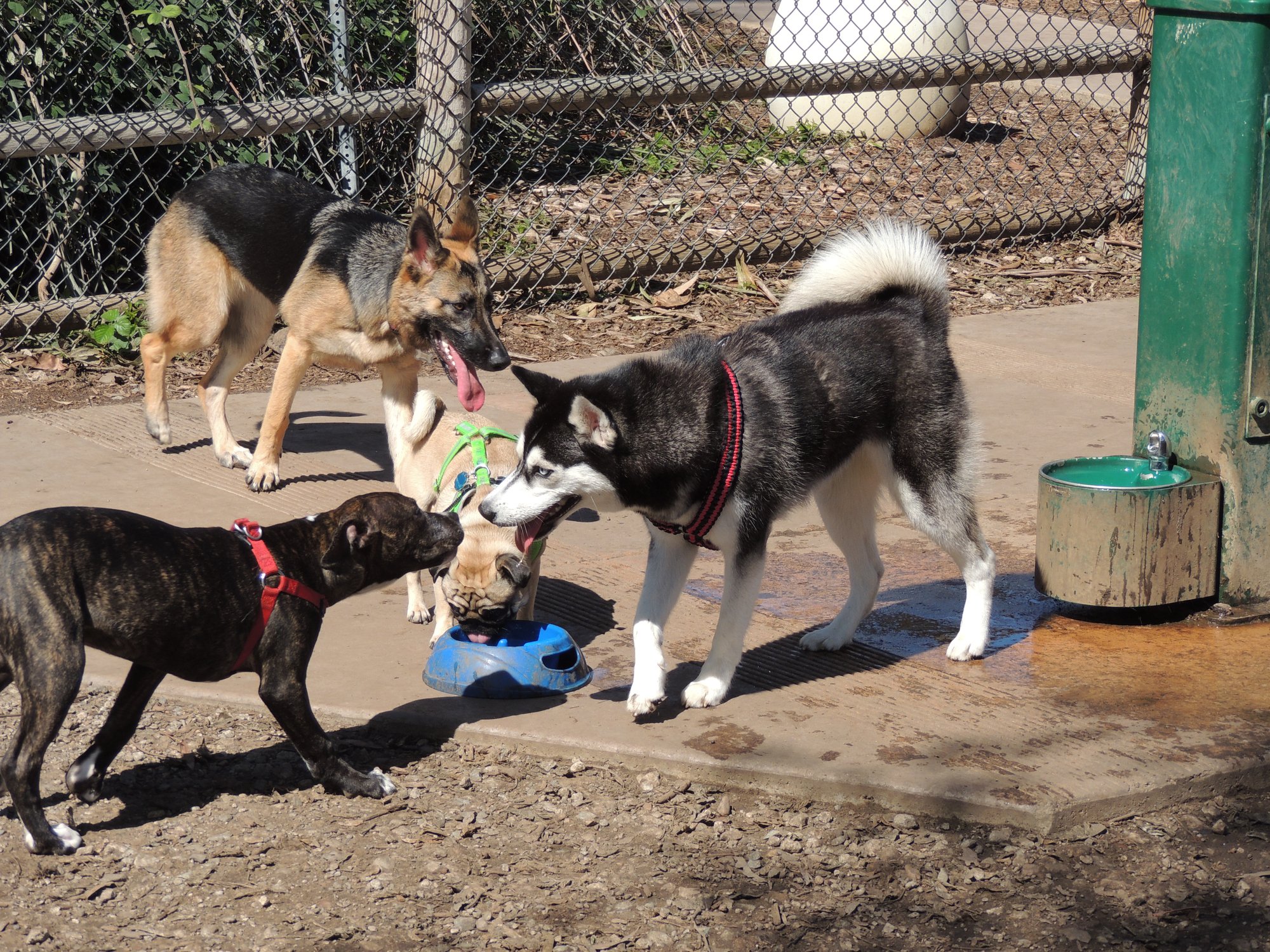 Dogs gather near a water bowl in a Balboa Park dog park.
