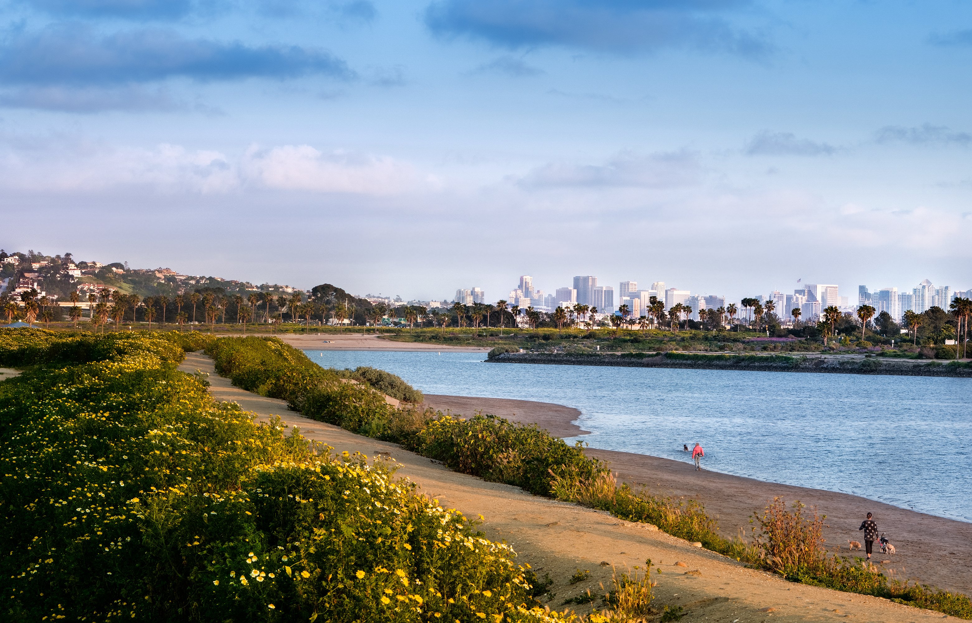 Flowers in bloom and dogs in Fiesta Island San Diego