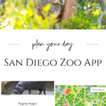 Learn how the San Diego Zoo app makes getting around easier and helps guests create an itinerary of must-see animals and exhibits.