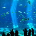 Guests take photos of fish and rays in a huge tank at Georgia Aquarium.