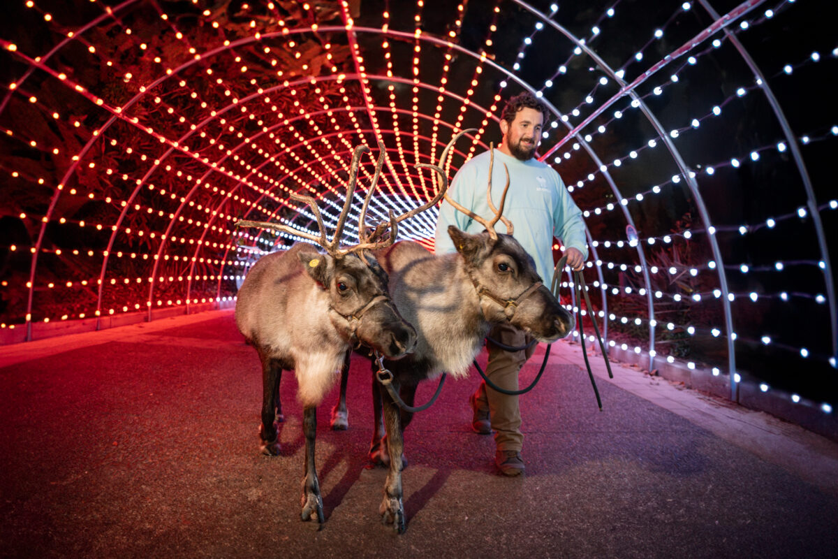 A man with two reinders in Seaworld San Diego