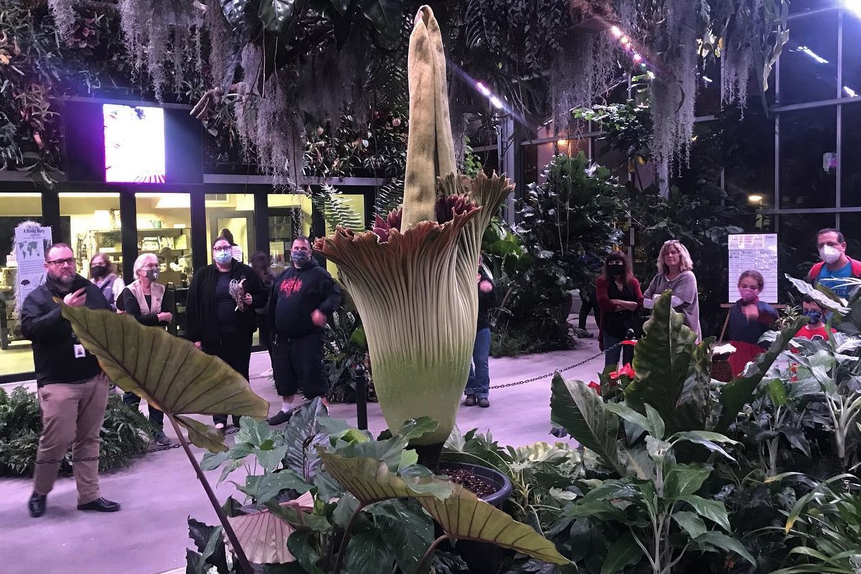 A corpse plant blooms at night in front of San Diego Botanic Garden Visitors.