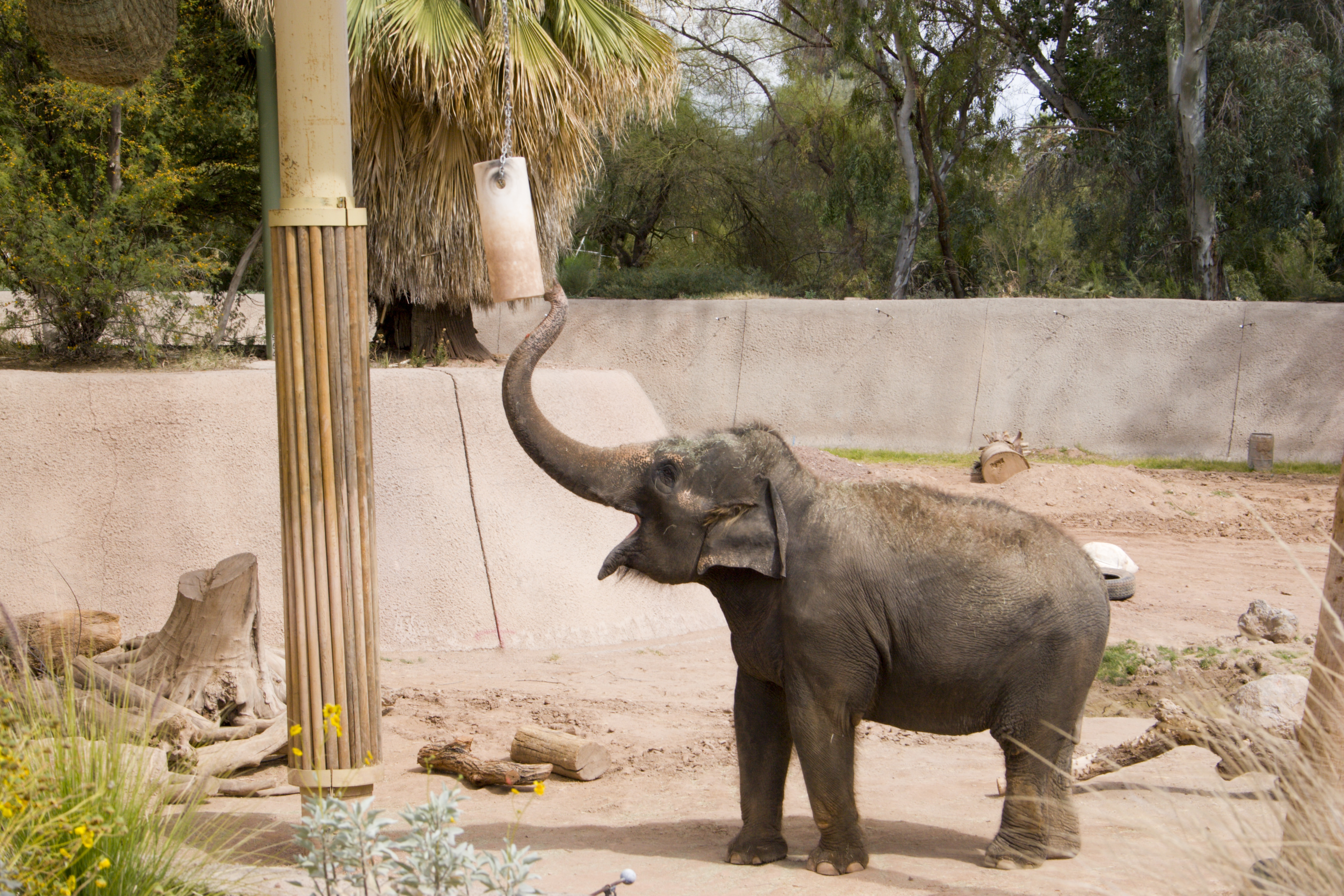 An elephant reaches for food at Phoenix Zoo.
