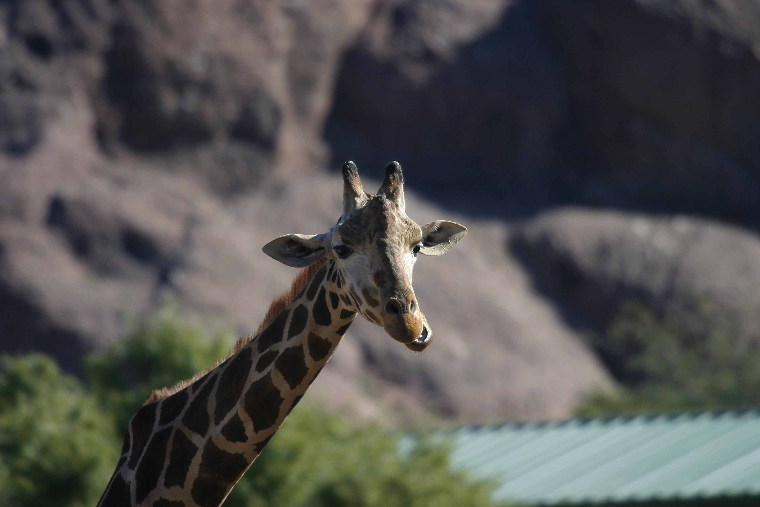 A giraffe at the Phoenix Zoo.