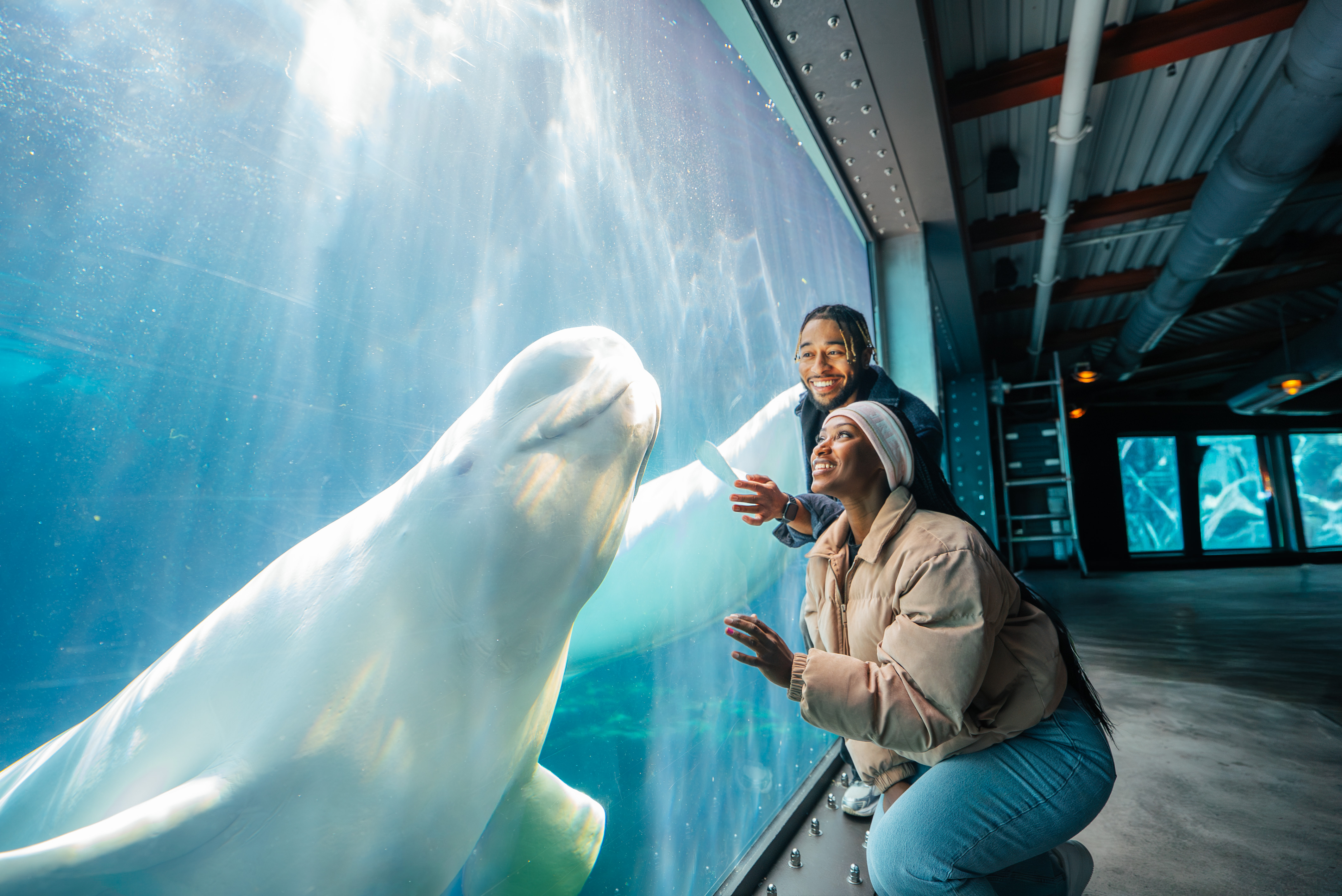 A man and woman with a Winter_Beluga_Underwater Viewing in Seaworld San Diego