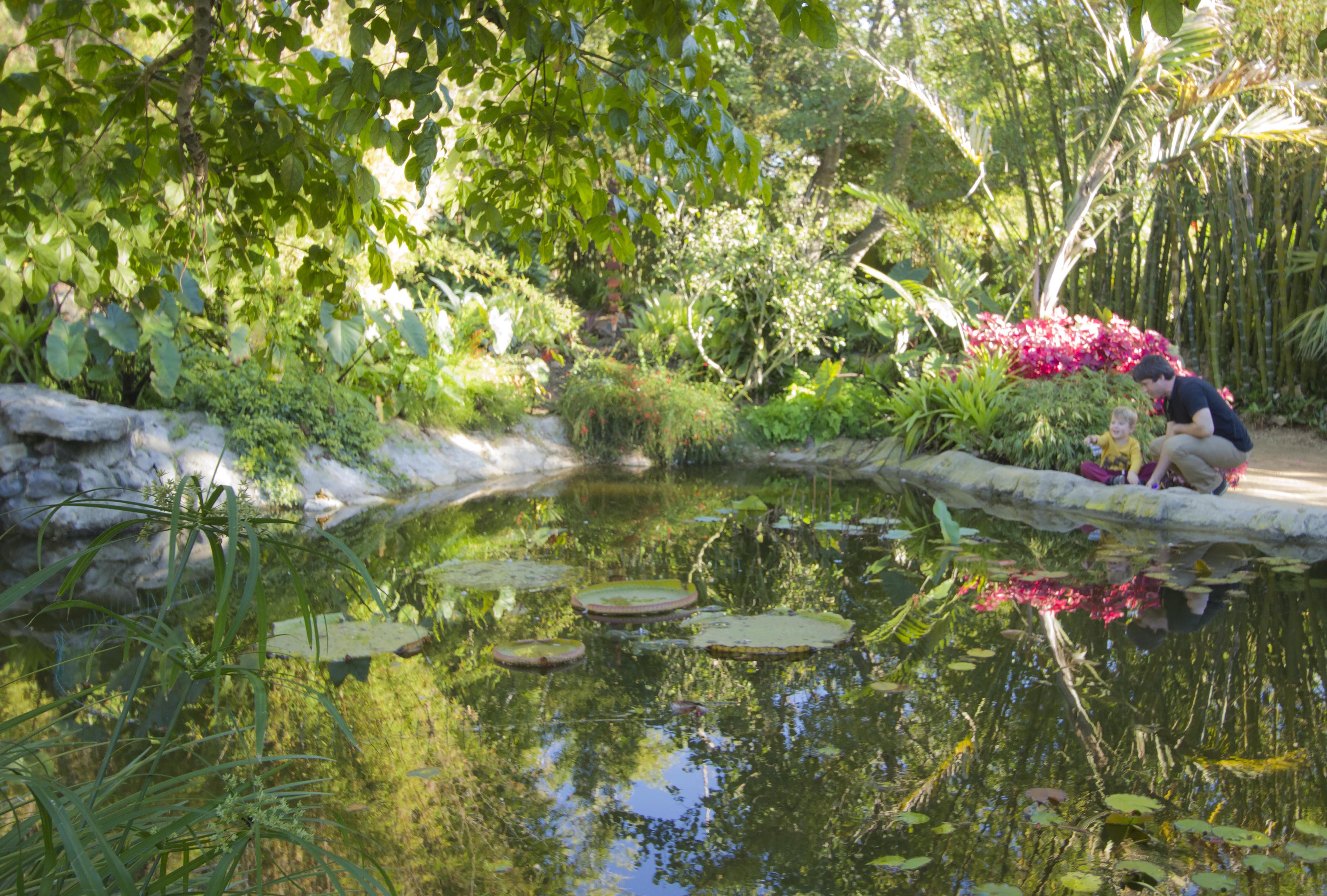 A man and child look into the Bamboo Garden pond.
