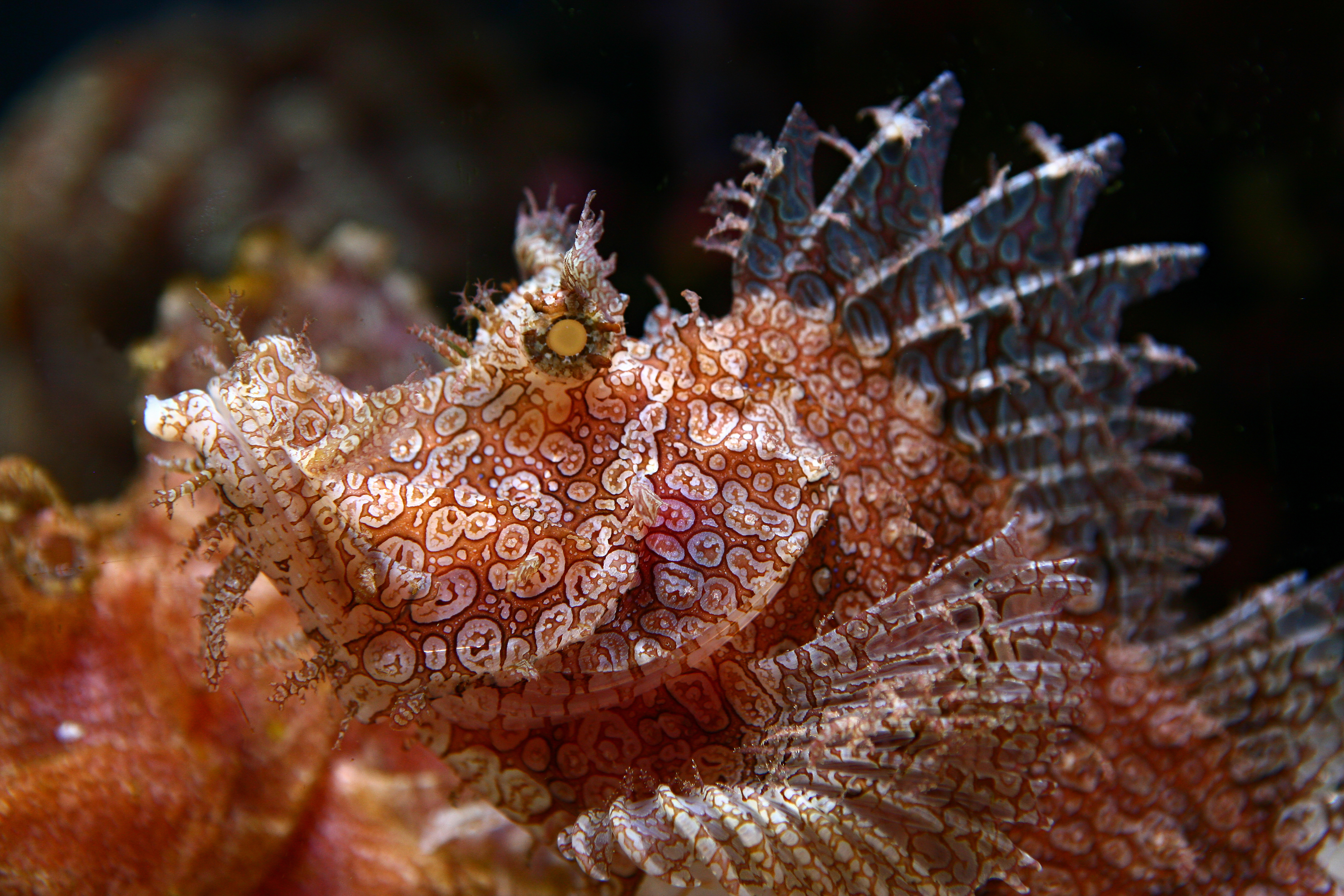 A crazy looking red, spotted fish.
