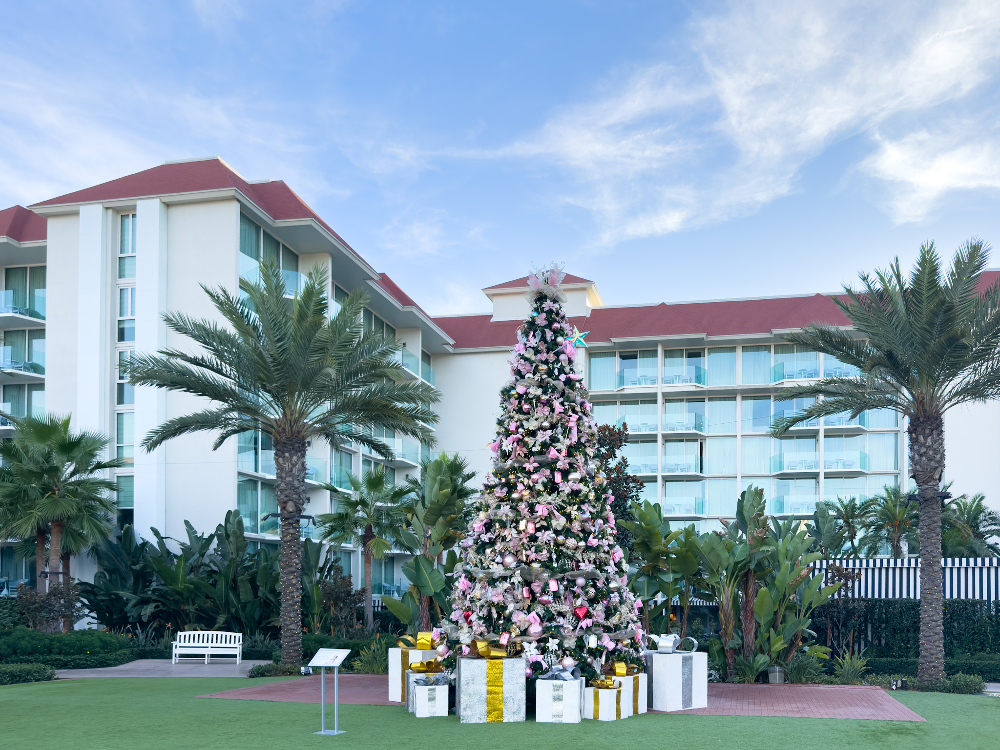 The Glenda tree in pink near The Views building.