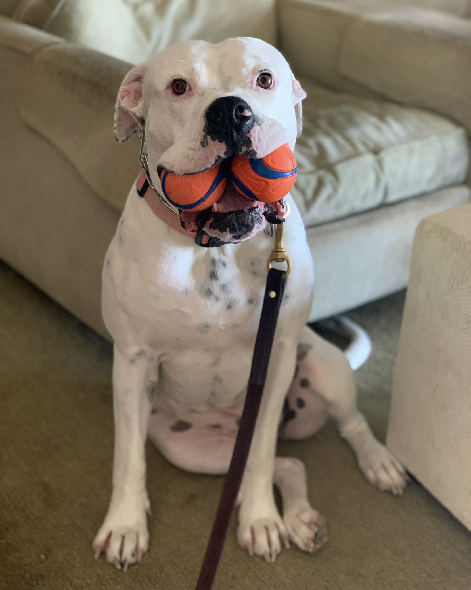 My rescued dog Ruby who is a pitbull.