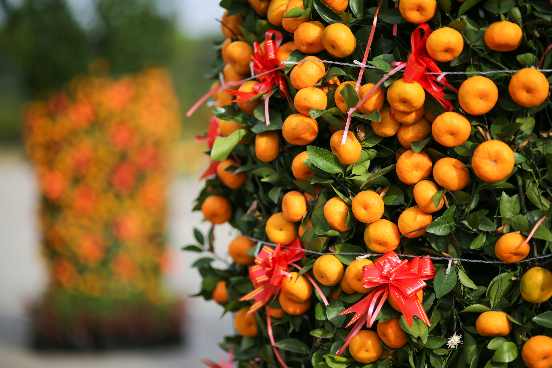 A big mandarin tree up close decorated for Chinese New Year.