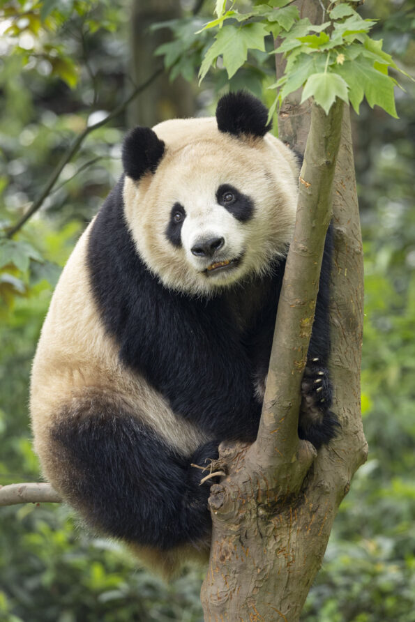 Xin Bao climbs a tree in China.