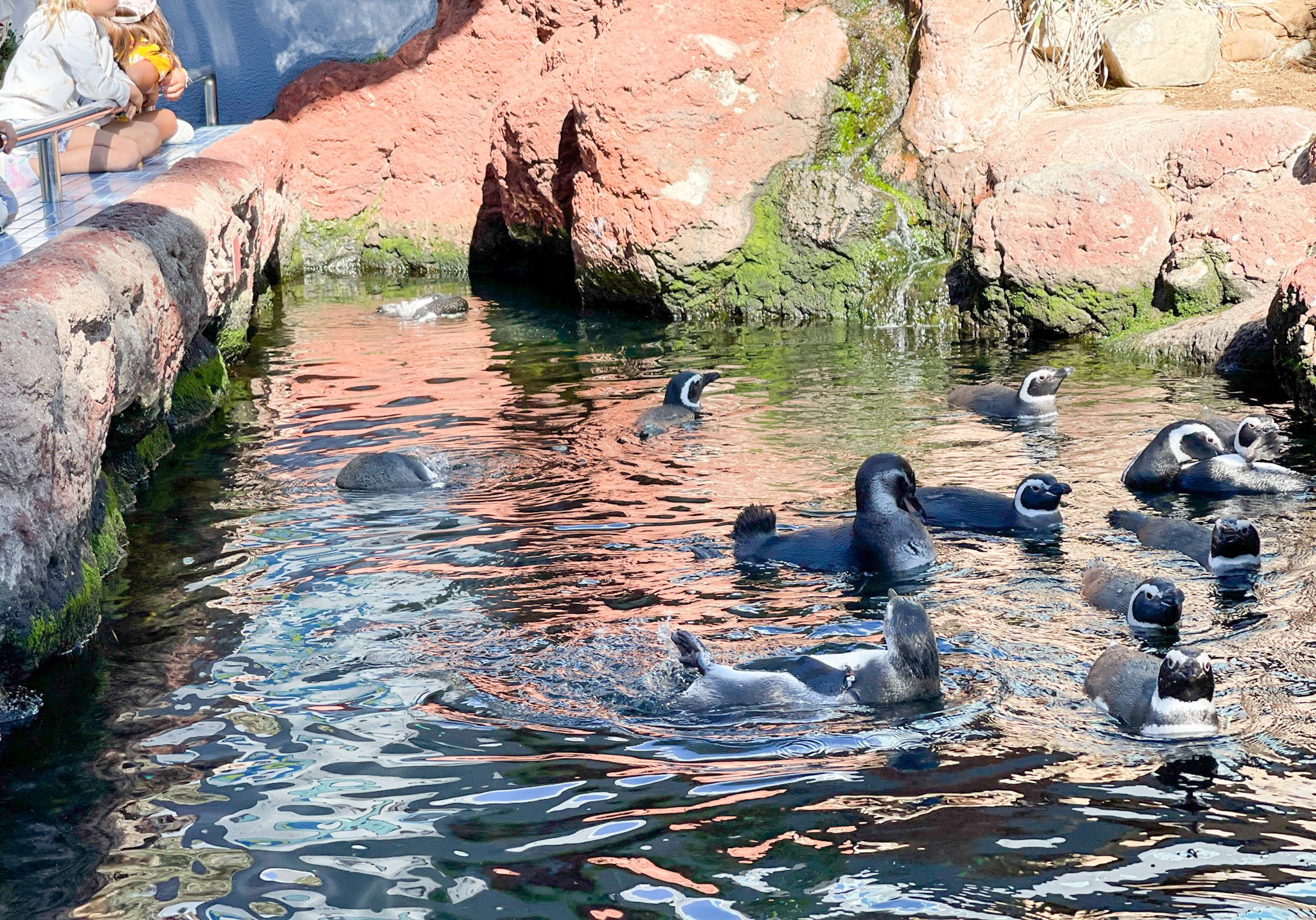Playful penguins outside at SeaWorld San Diego.