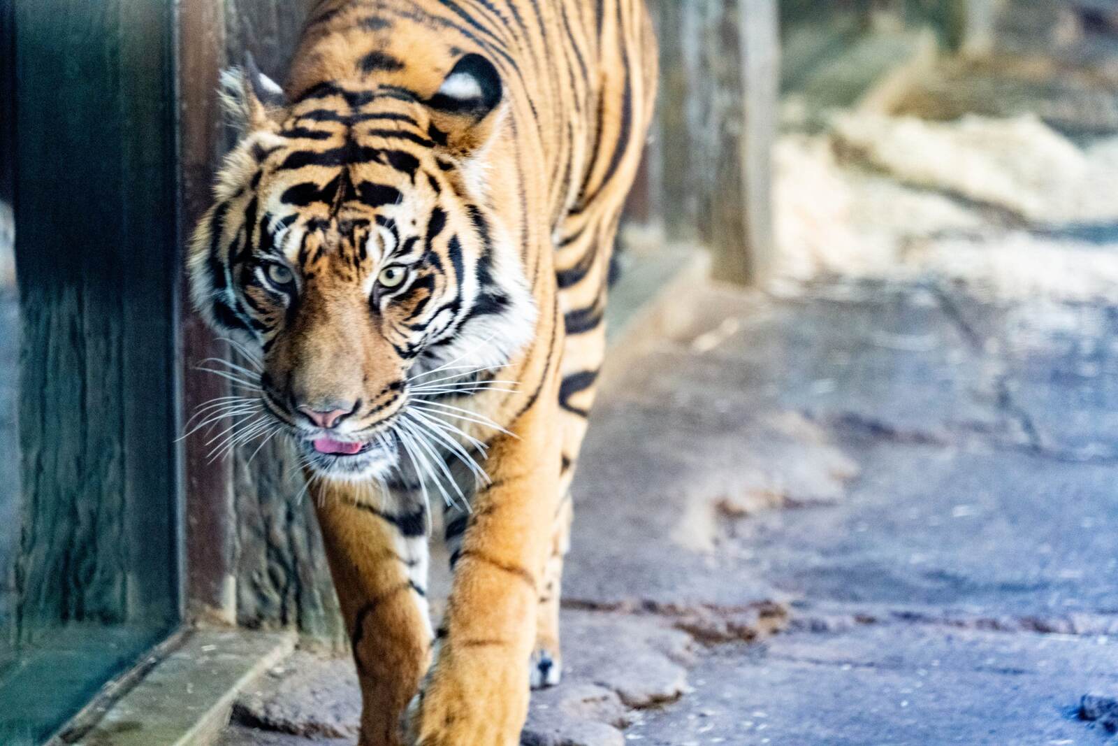 A tiger walks toward me behind glass at the Safari Park.