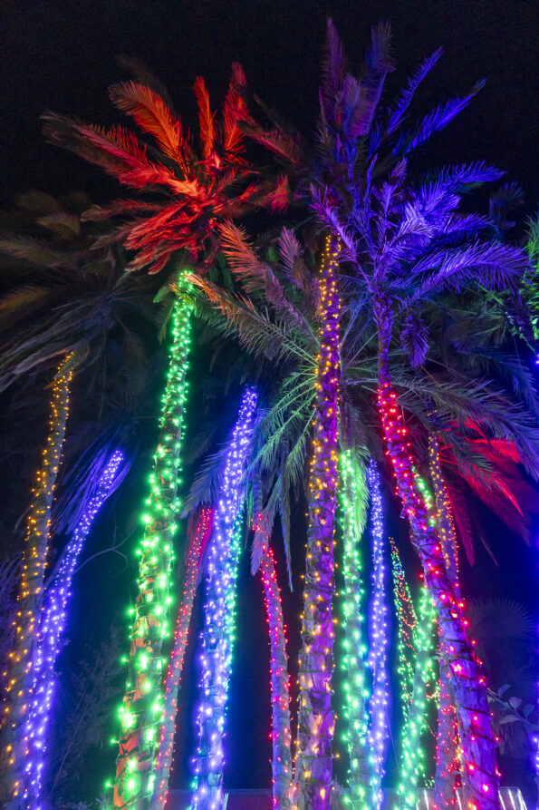 Lights wrapped around palm trees during Jungle Bells at San Diego Zoo.