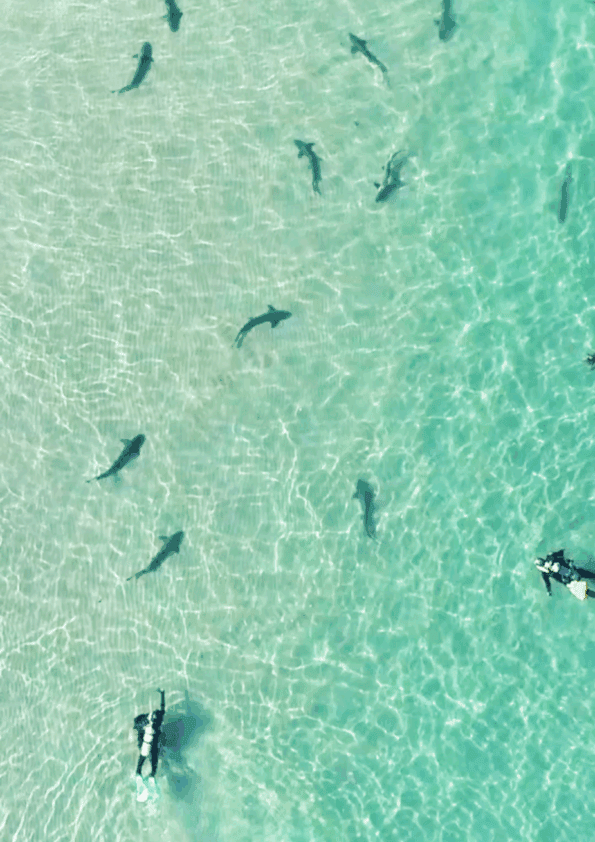 Scuba divers swim with leopard sharks in shallow water in La Jolla.