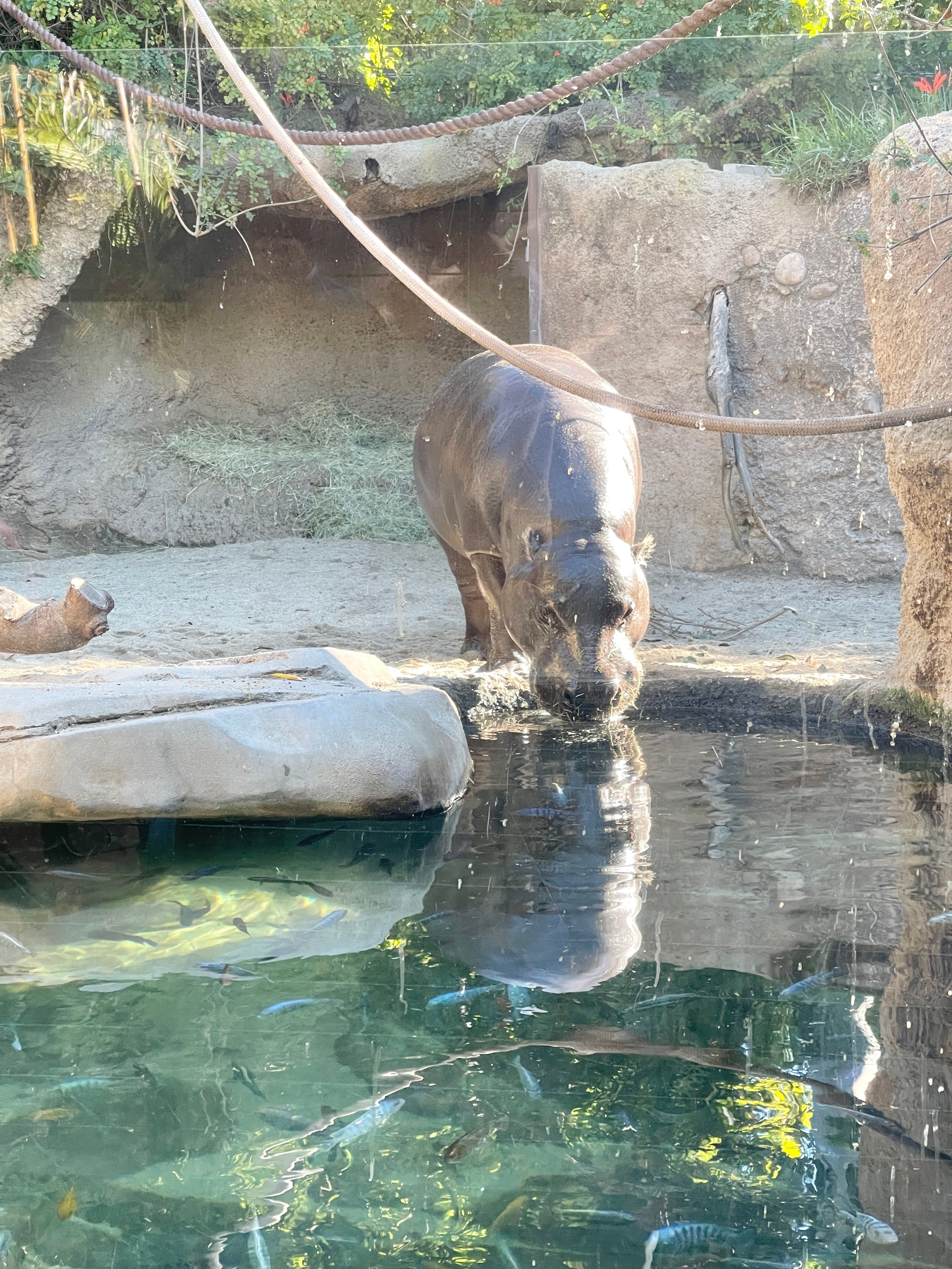 A hippo drinks water on a December morning at San Diego Zoo.