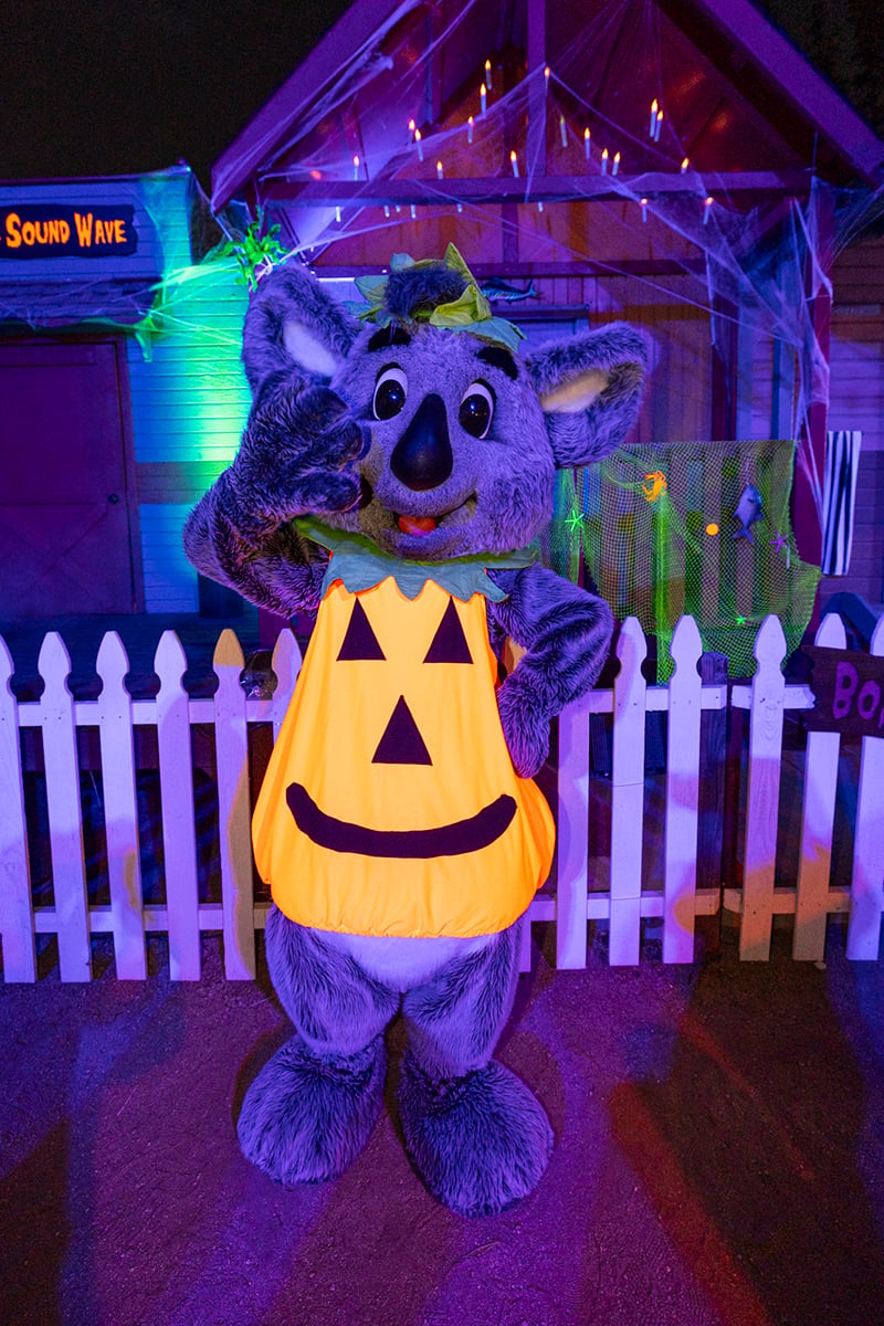 A koala character in a jack-o'-lantern costume waves in front of a picket fence strung with cobwebs at the San Diego Zoo.