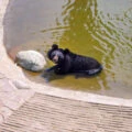 A moon bear in water at Animals Asia Rescue Centre in Chengdu