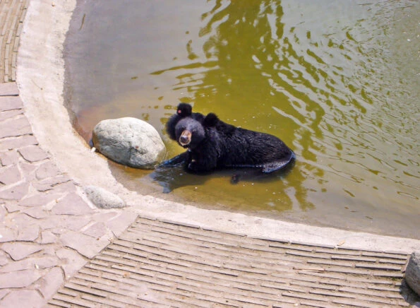 A moon bear in water at Animals Asia Rescue Centre in Chengdu