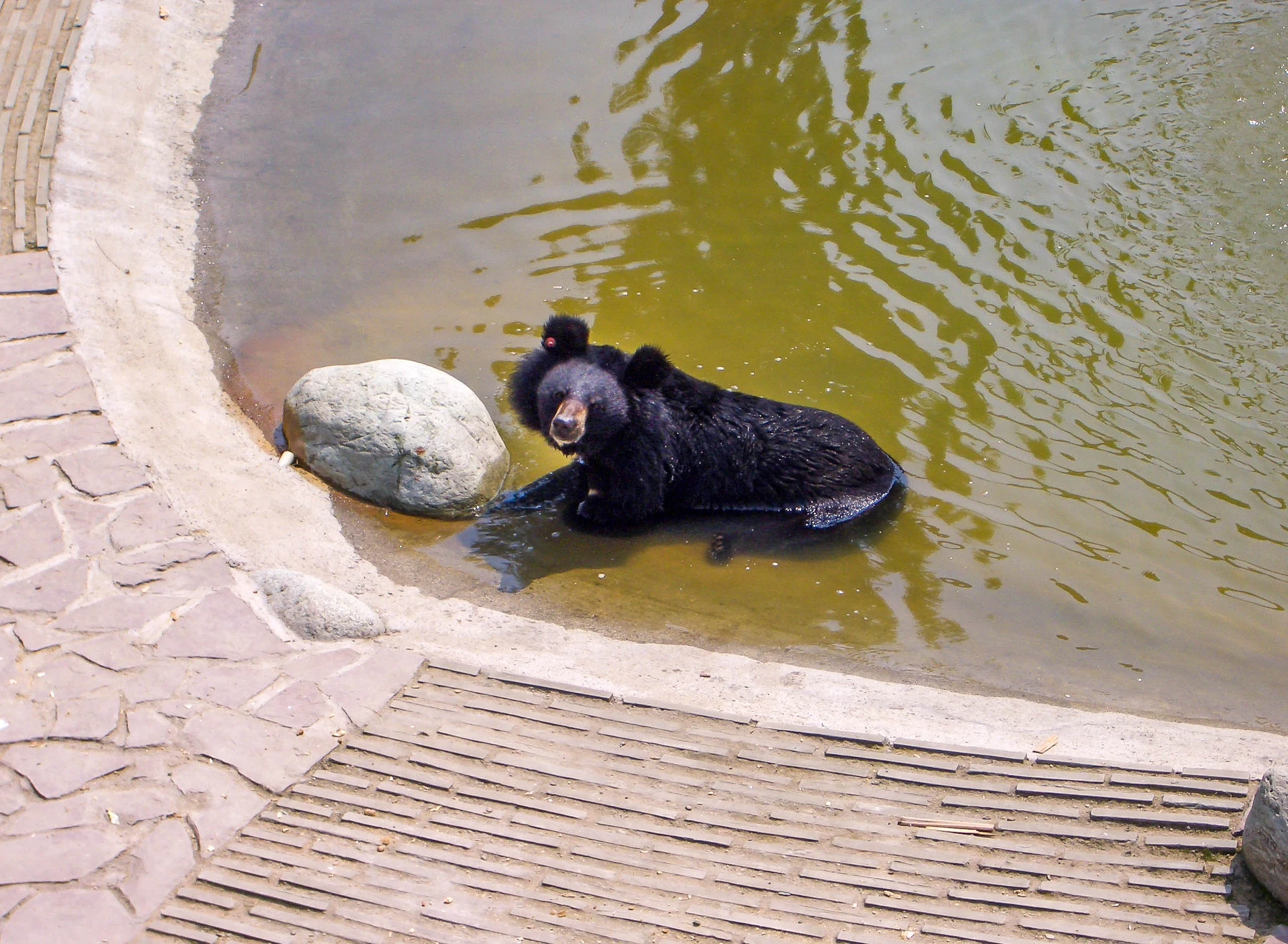 A moon bear in water at Animals Asia Rescue Centre in Chengdu