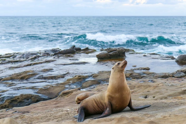 The seals at La Jolla Cove are a popular San Diego attraction