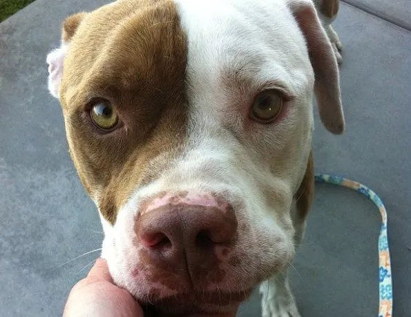 Tips for rescuing a dog
