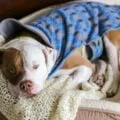 Learn tips for rescuing a dog