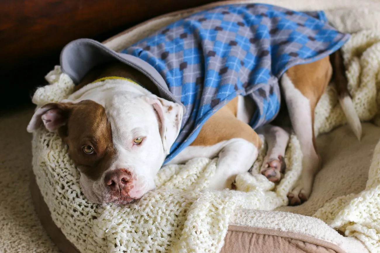 Learn tips for rescuing a dog