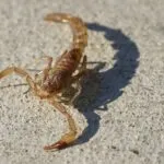 scorpions la jolla