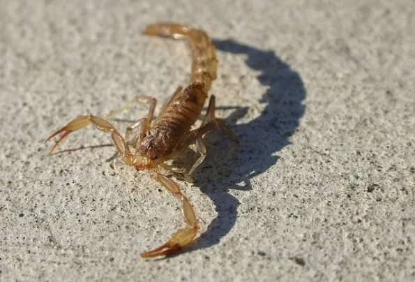 scorpions la jolla