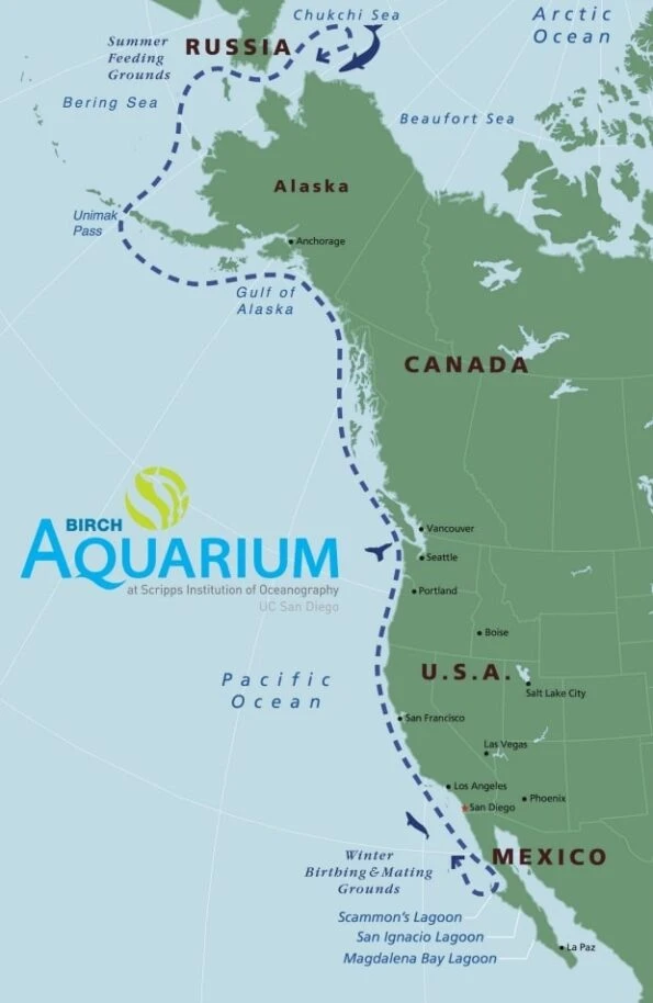 Pacific gray whale migration route map from Alaska feeding grounds to Baja California breeding lagoons, passing San Diego in winter and spring