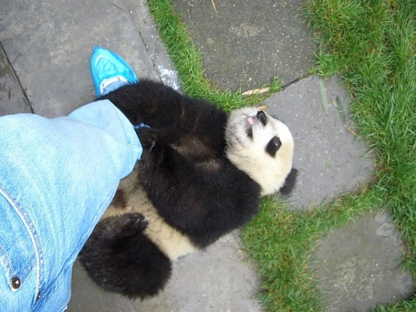 Wolong Nature Reserve Panda China