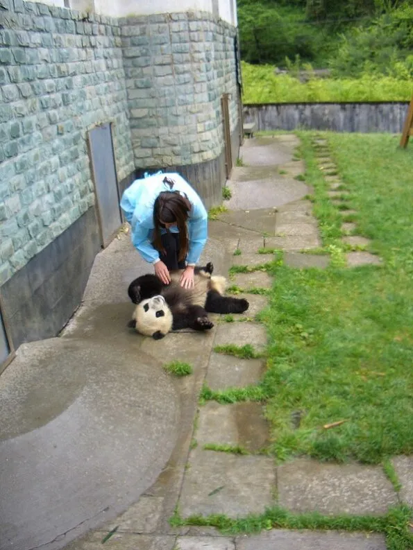 Wolong Panda Reserve Chengdu China